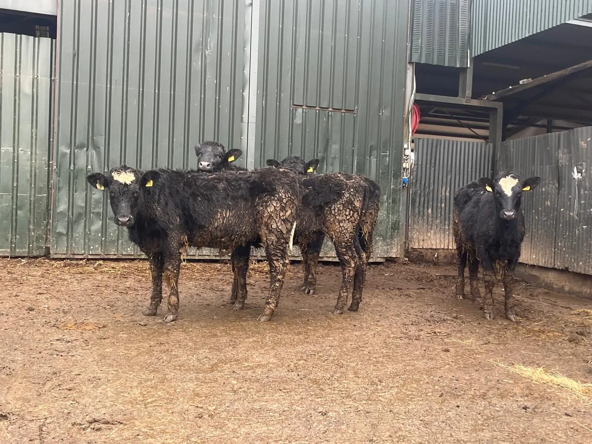 5 super 360 kg continental store heifers - Image 2