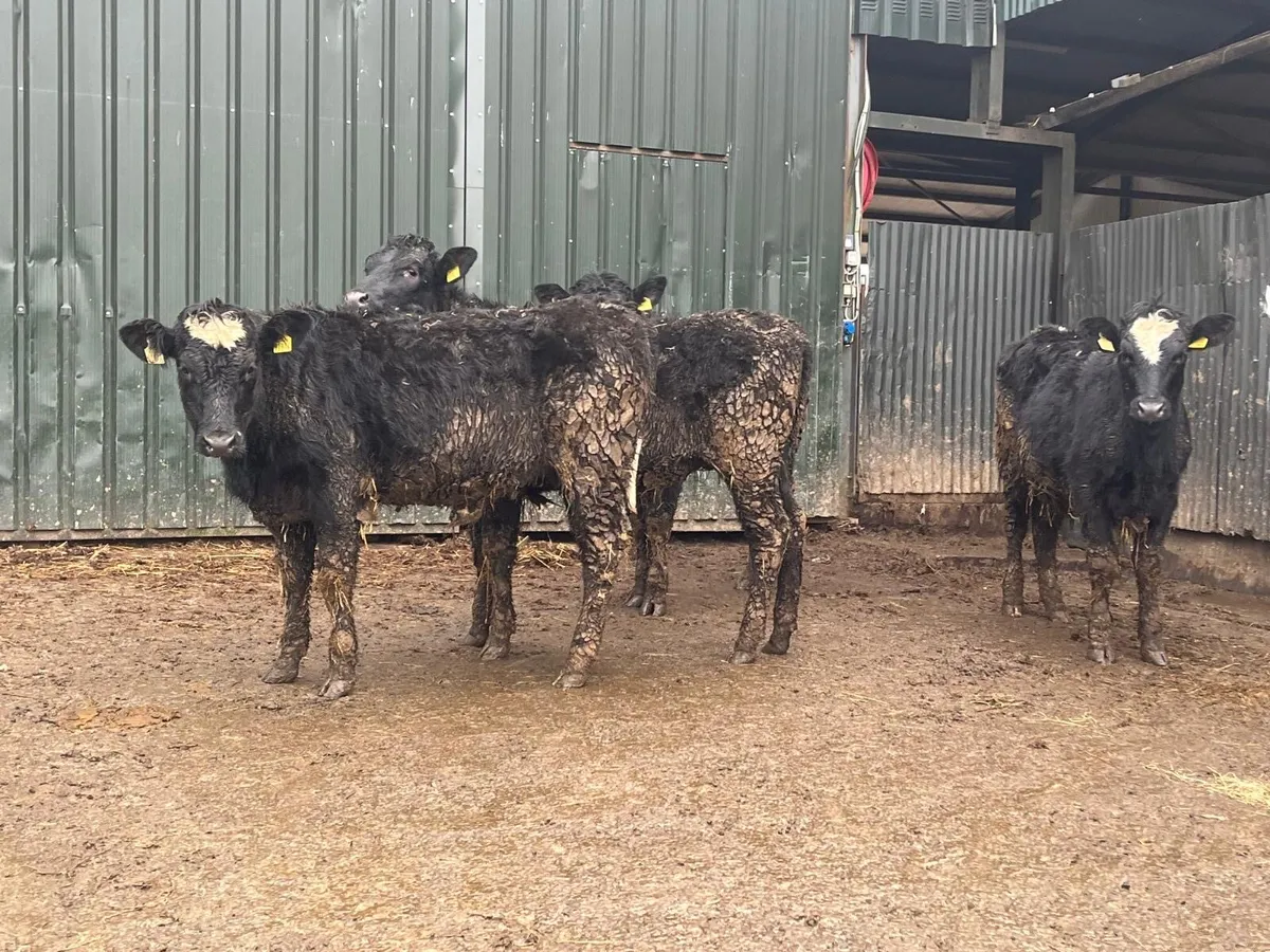 5 super 360 kg continental store heifers - Image 3