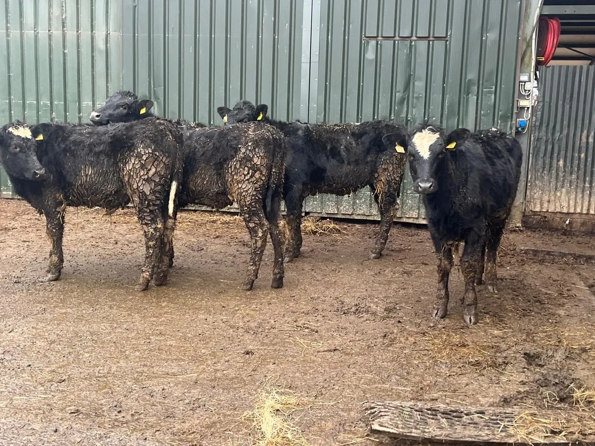 5 super 360 kg continental store heifers - Image 4