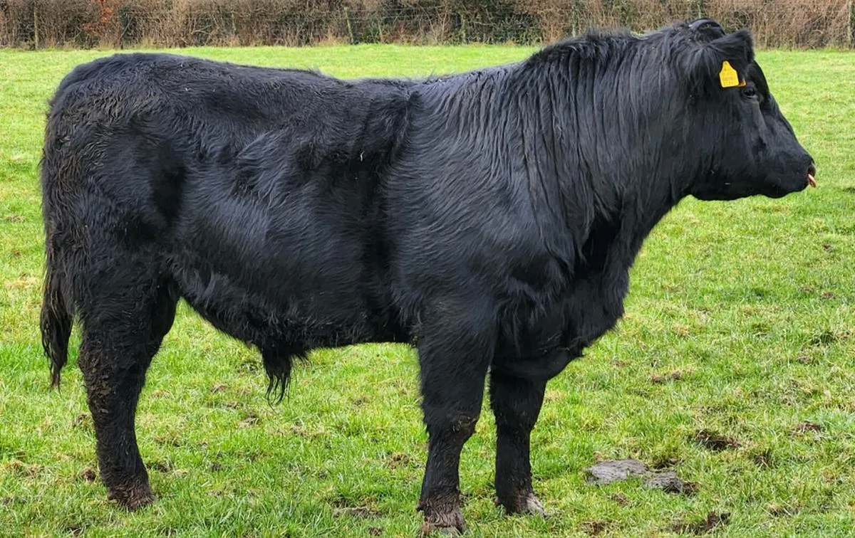 5⭐️ LISKILLEN ABSALOUTE AA BULL - Image 2