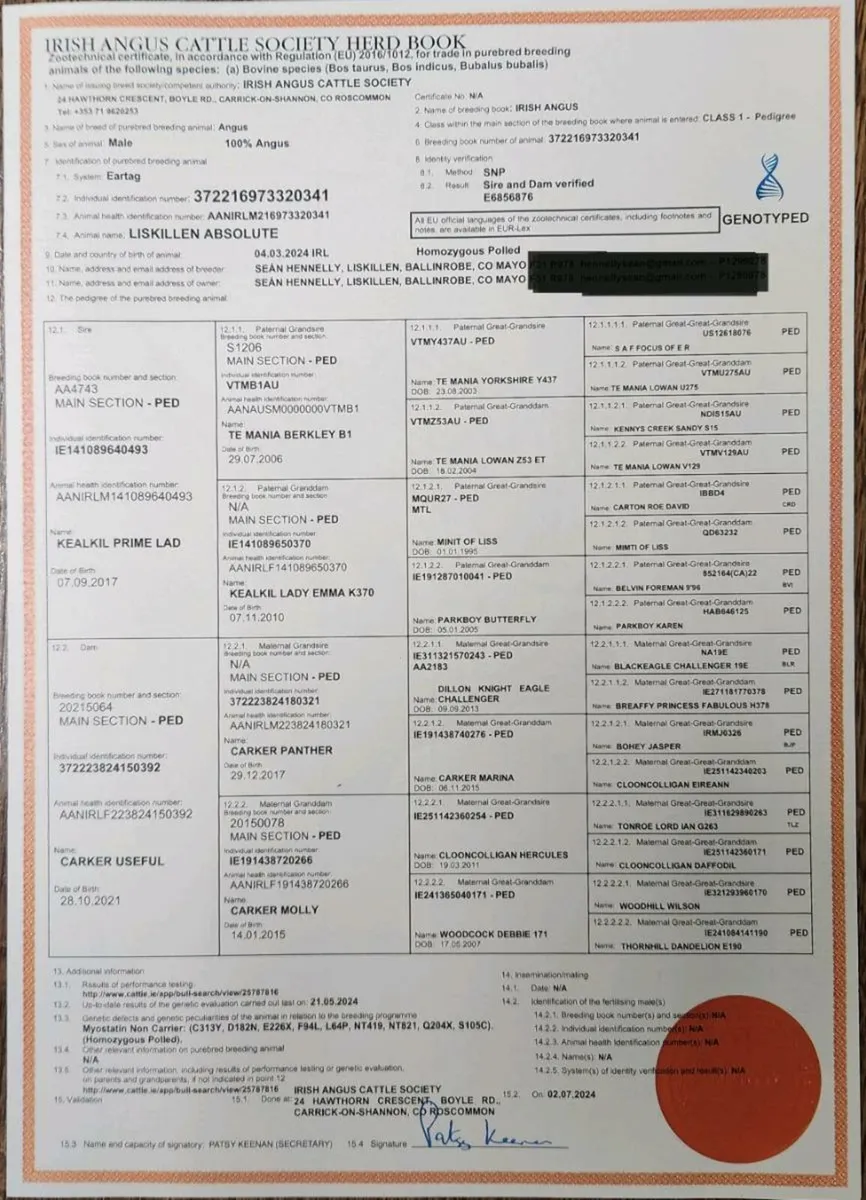 5⭐️ LISKILLEN ABSALOUTE AA BULL - Image 3