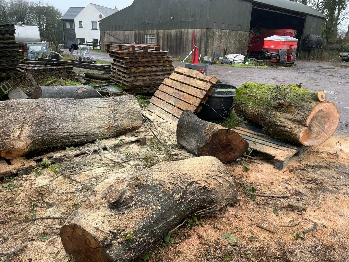 Hardwood firewood trunks - Image 1
