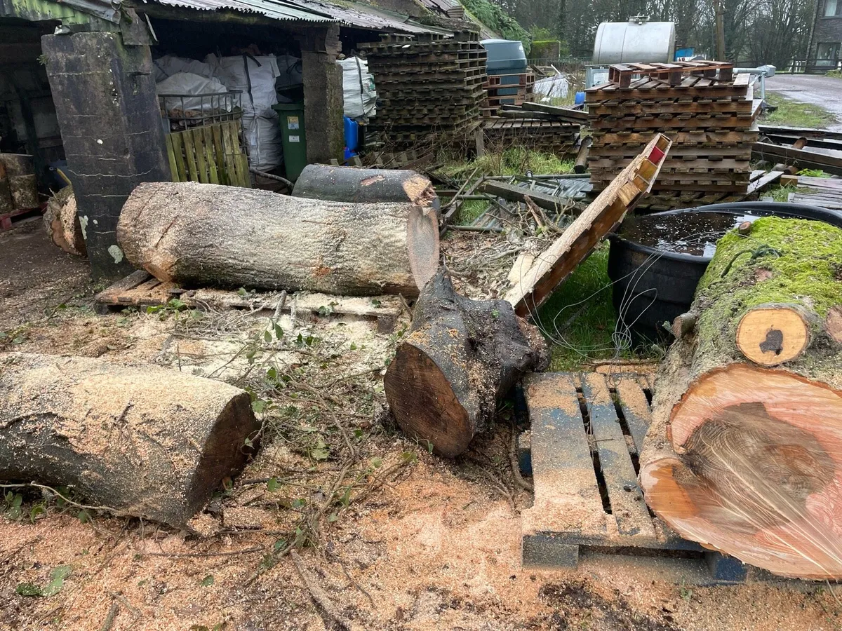 Hardwood firewood trunks - Image 2