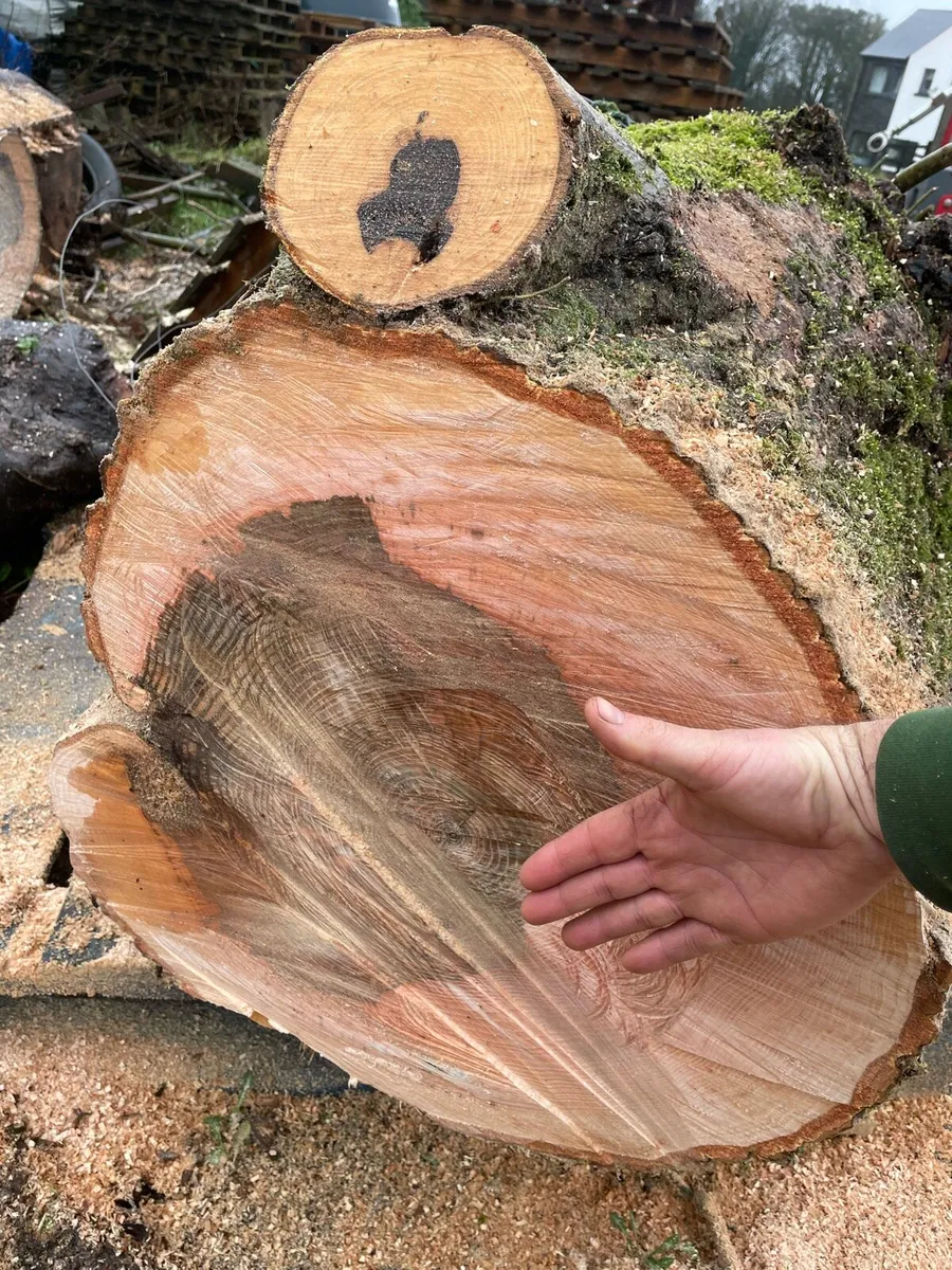 Hardwood firewood trunks - Image 3