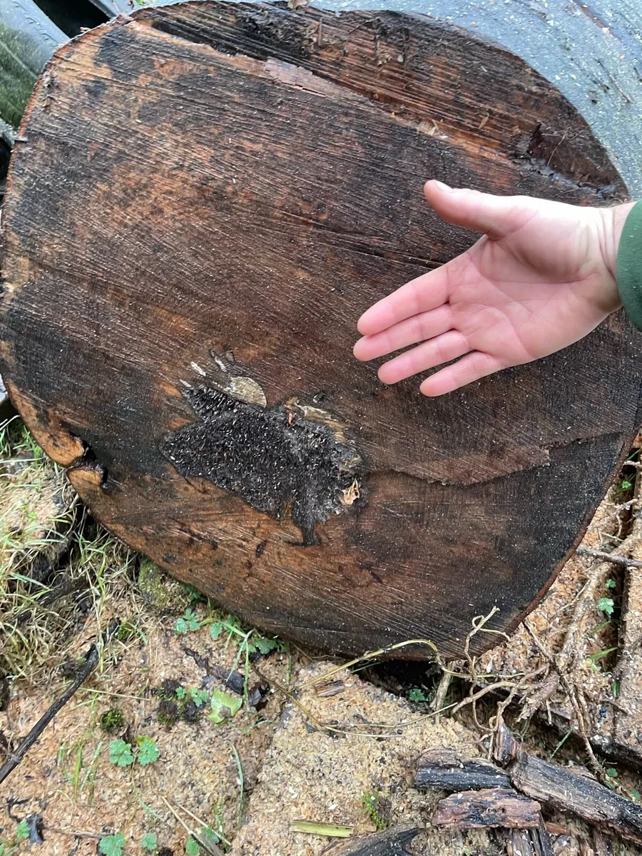 Hardwood firewood trunks - Image 4