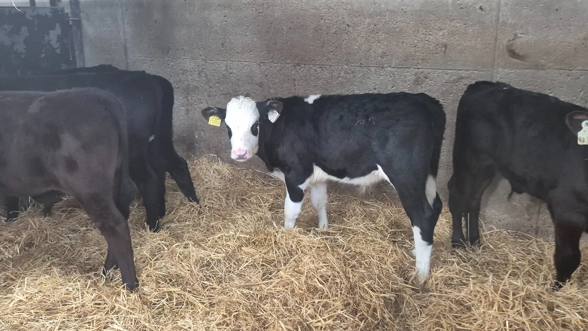 10 Strong Quality Aax Hereford bull calves - Image 2