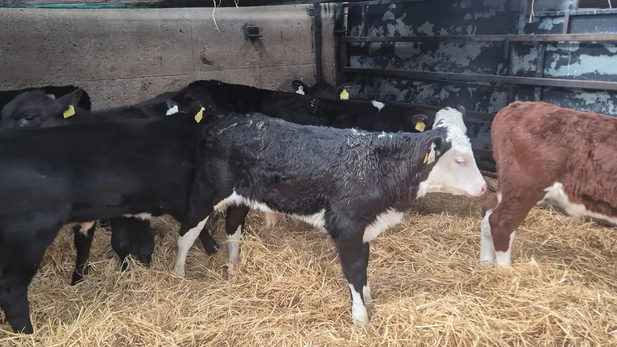 10 Strong Quality Aax Hereford bull calves - Image 4