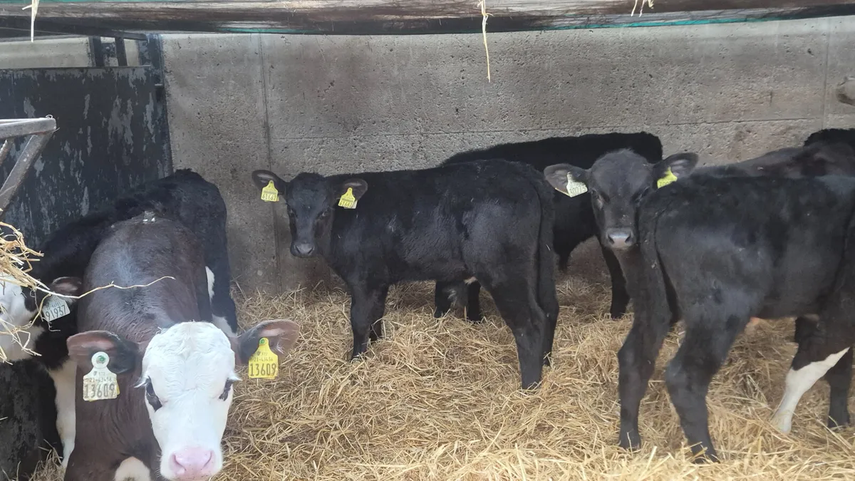 10 Strong Quality Aax Hereford bull calves - Image 3