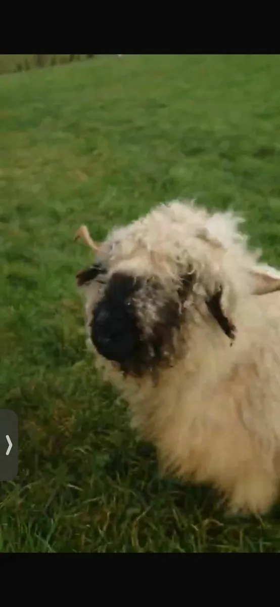 Jaffa Jiffy and Lily Valais Blacknose Ewe's - Image 3
