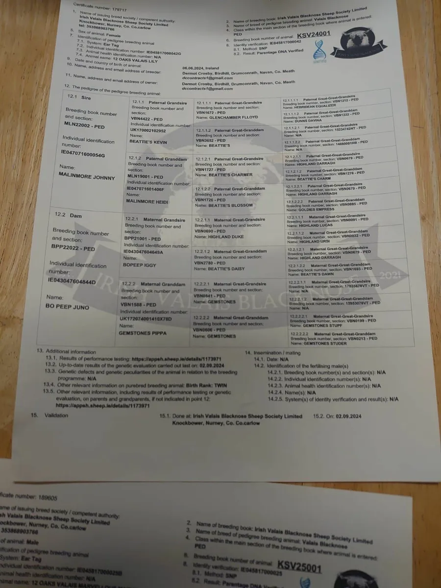 Jaffa Jiffy and Lily Valais Blacknose Ewe's - Image 4