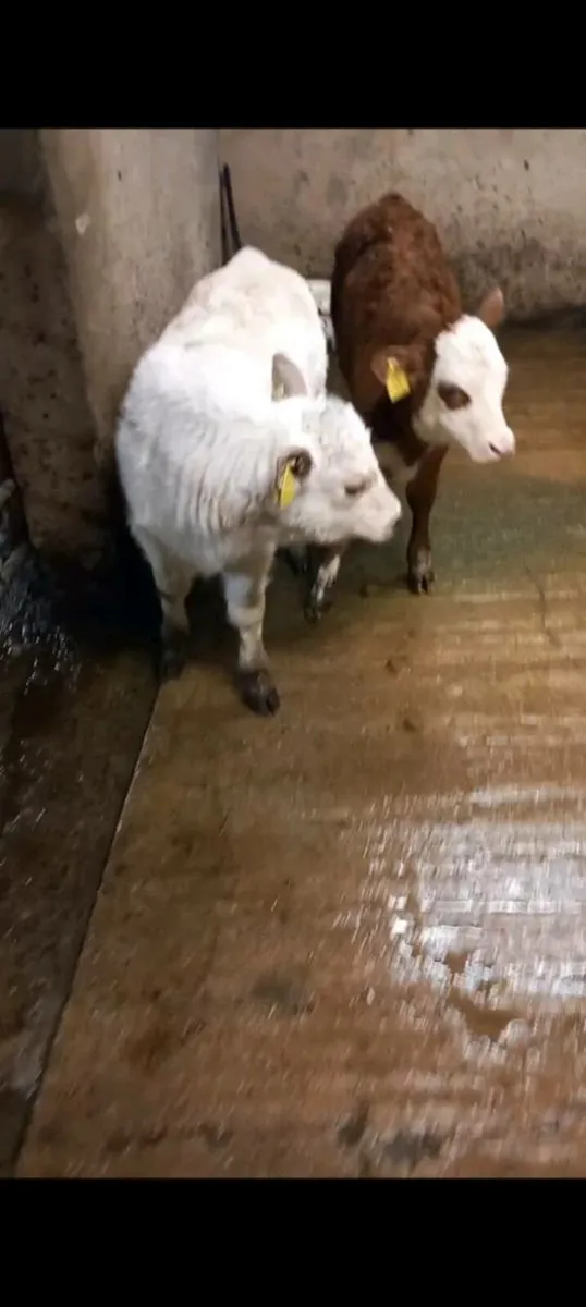 Chx heifer calf - Image 1