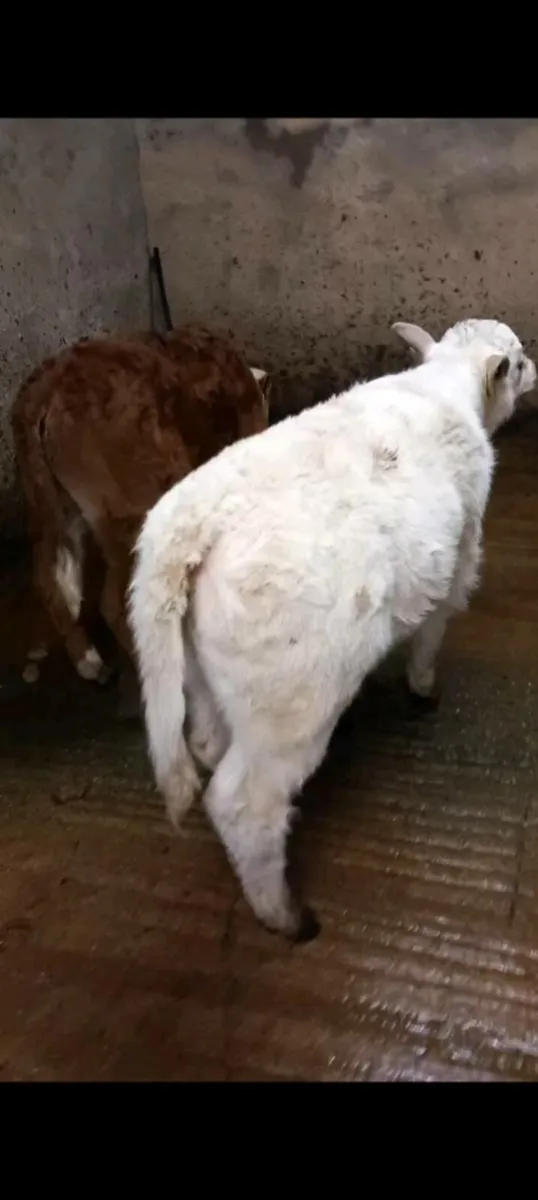 Chx heifer calf - Image 2