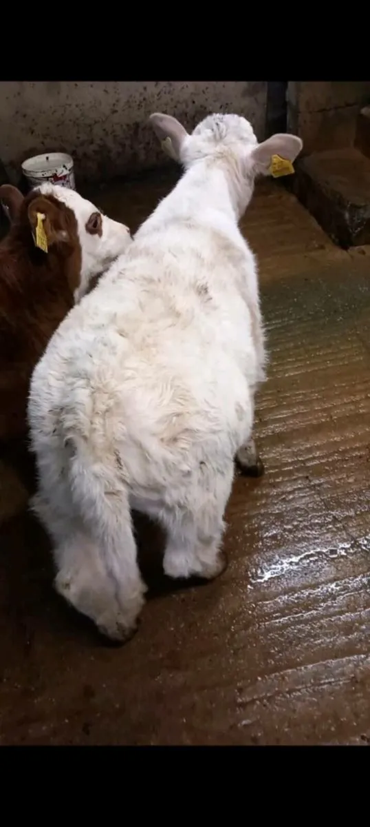 Chx heifer calf - Image 3