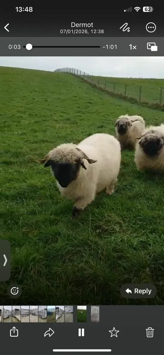 Jaffa Jiffy and Lily Valais Blacknose Ewe's - Image 1