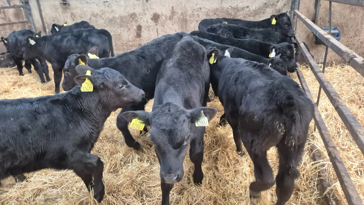 15 Quality Aberdeen Angus bull calves - Image 1