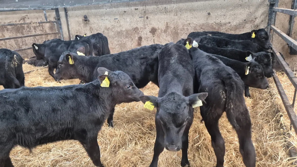 15 Quality Aberdeen Angus bull calves - Image 3