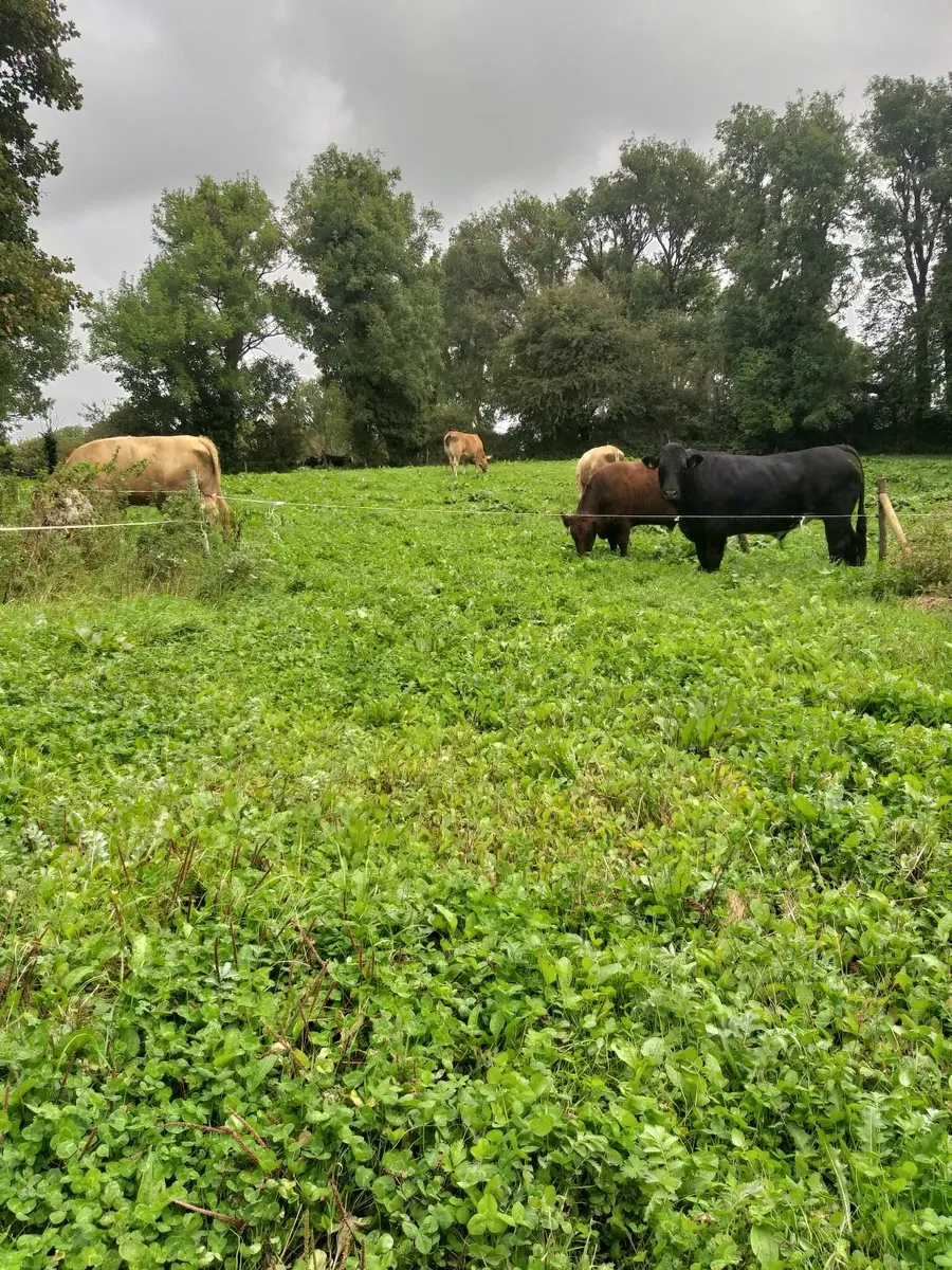 Farm helper loughrea