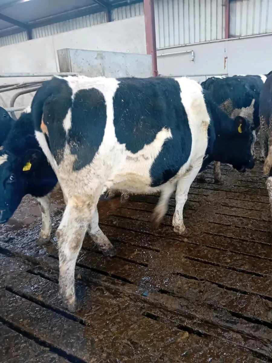 In calf fresian heifers - Image 2