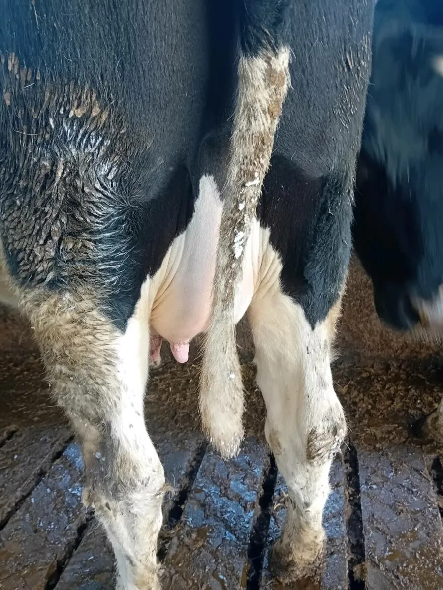 In calf fresian heifers - Image 3