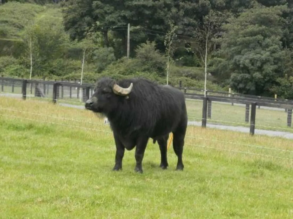 Buffalo