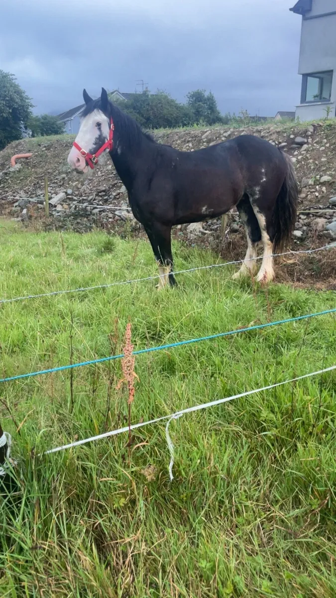 3 year old cob filly - Image 1