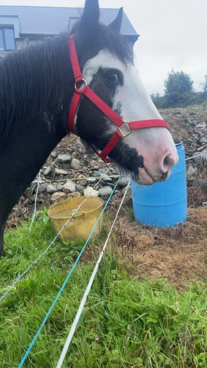 3 year old cob filly - Image 2