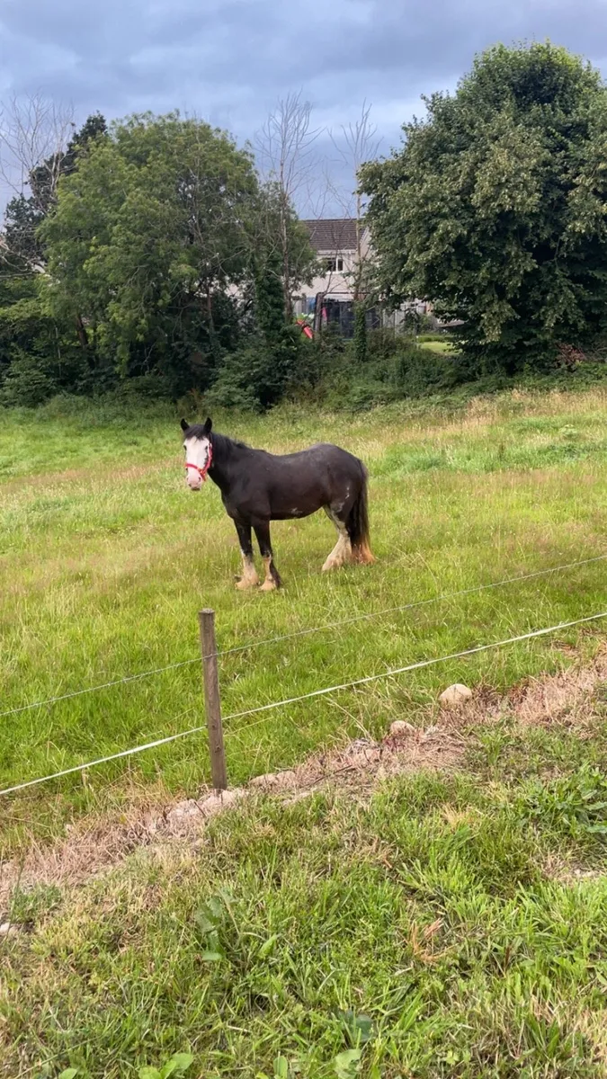3 year old cob filly - Image 4