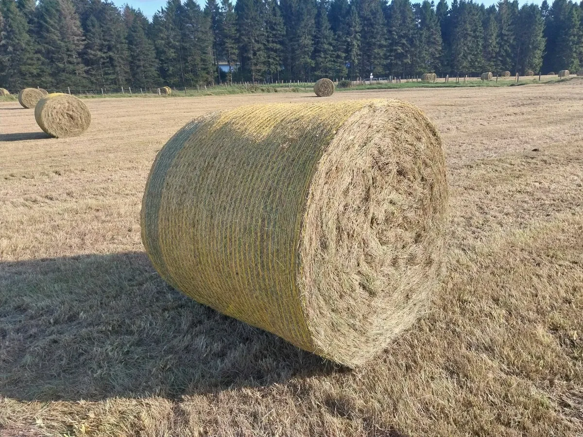 Silage Bales for Sale - Image 2