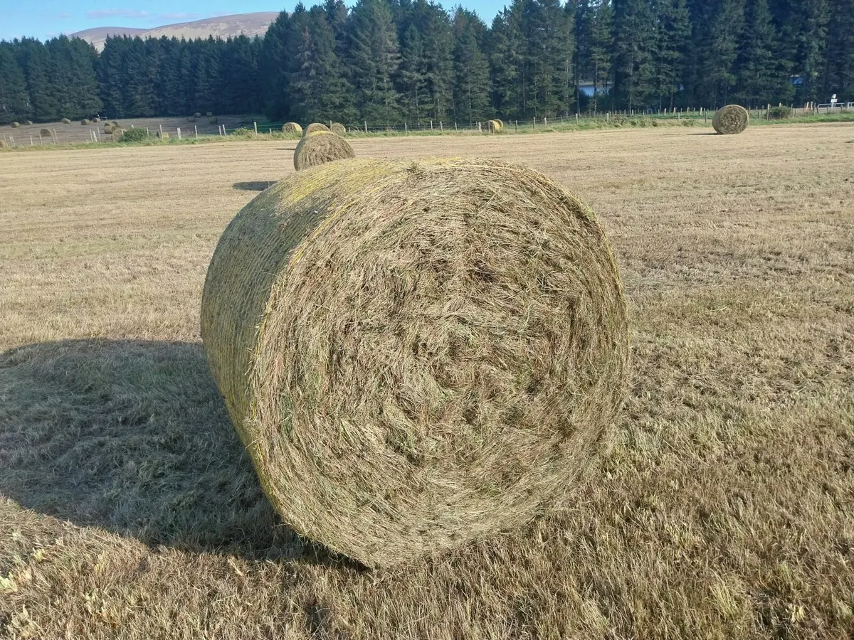 Silage Bales for Sale - Image 1