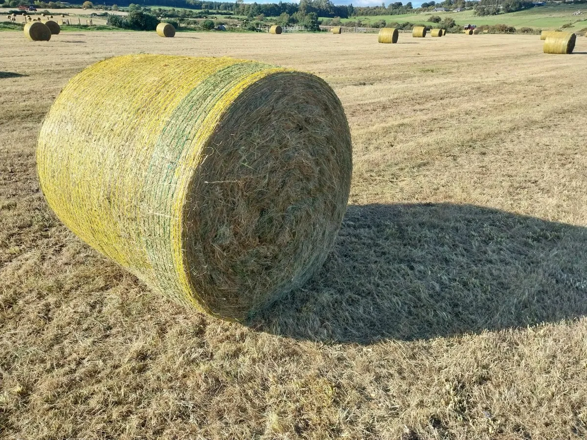 Silage Bales for Sale - Image 3