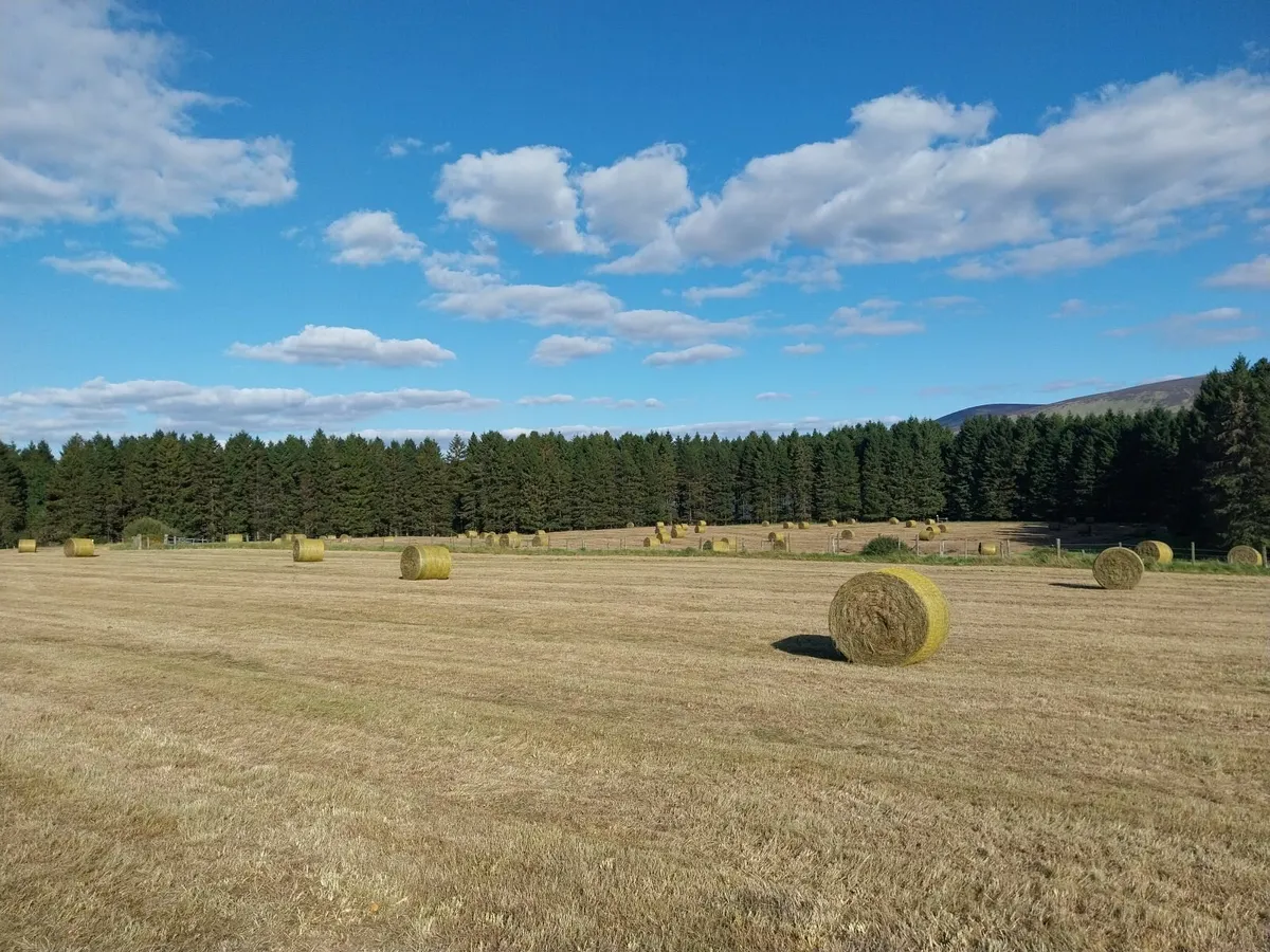 Silage Bales for Sale - Image 4