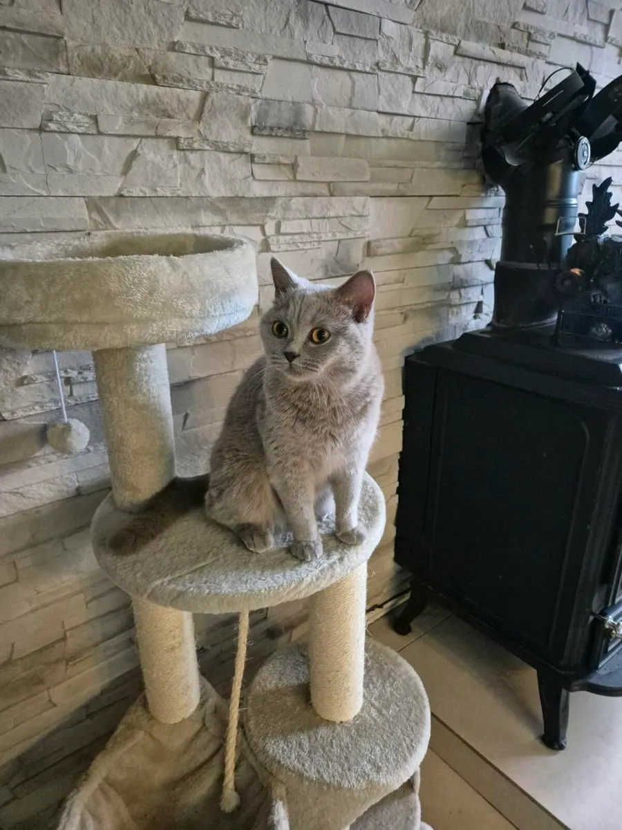 British Shorthair kittens - Image 1