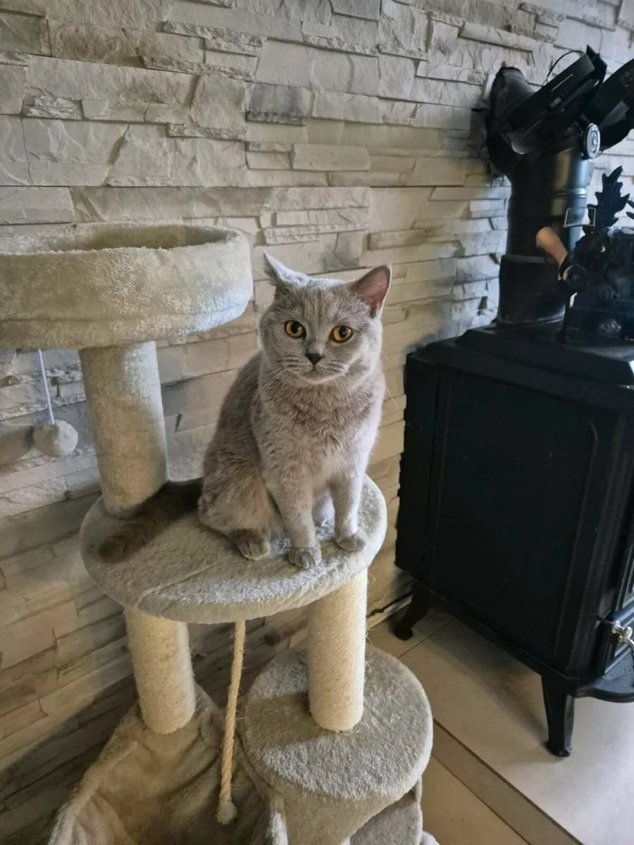 British Shorthair kittens - Image 2