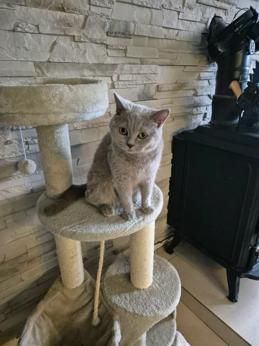 British Shorthair kittens - Image 3