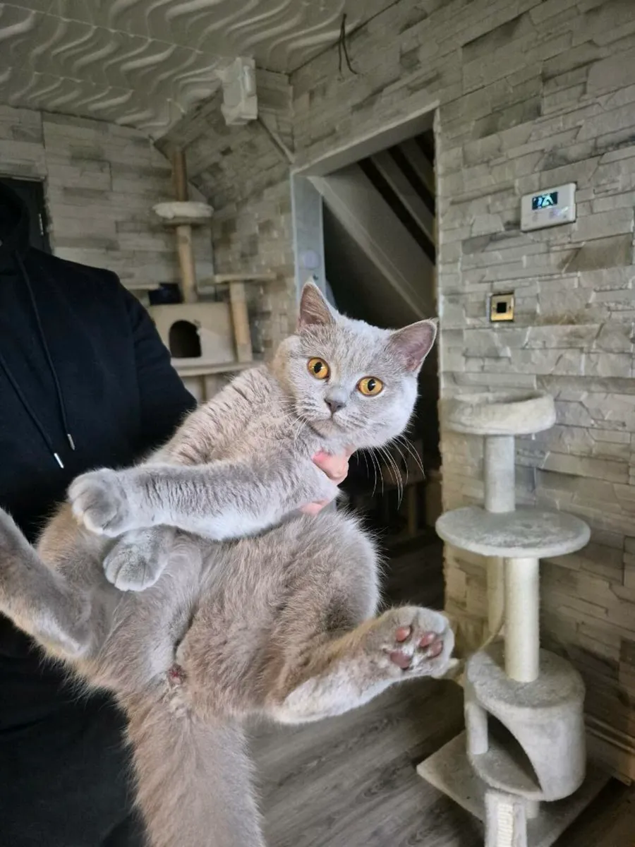 British Shorthair kittens - Image 4