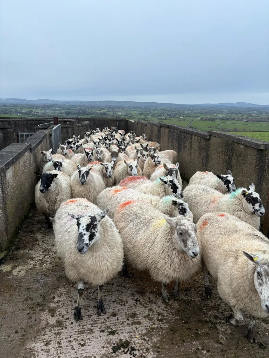 Springing Greyface mule & mules - Image 1