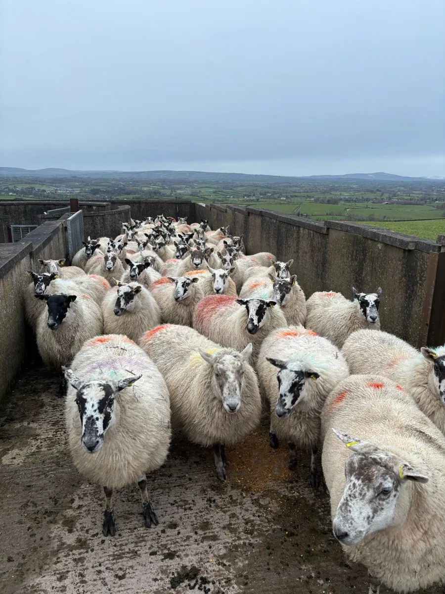 Springing Greyface mule & mules - Image 2