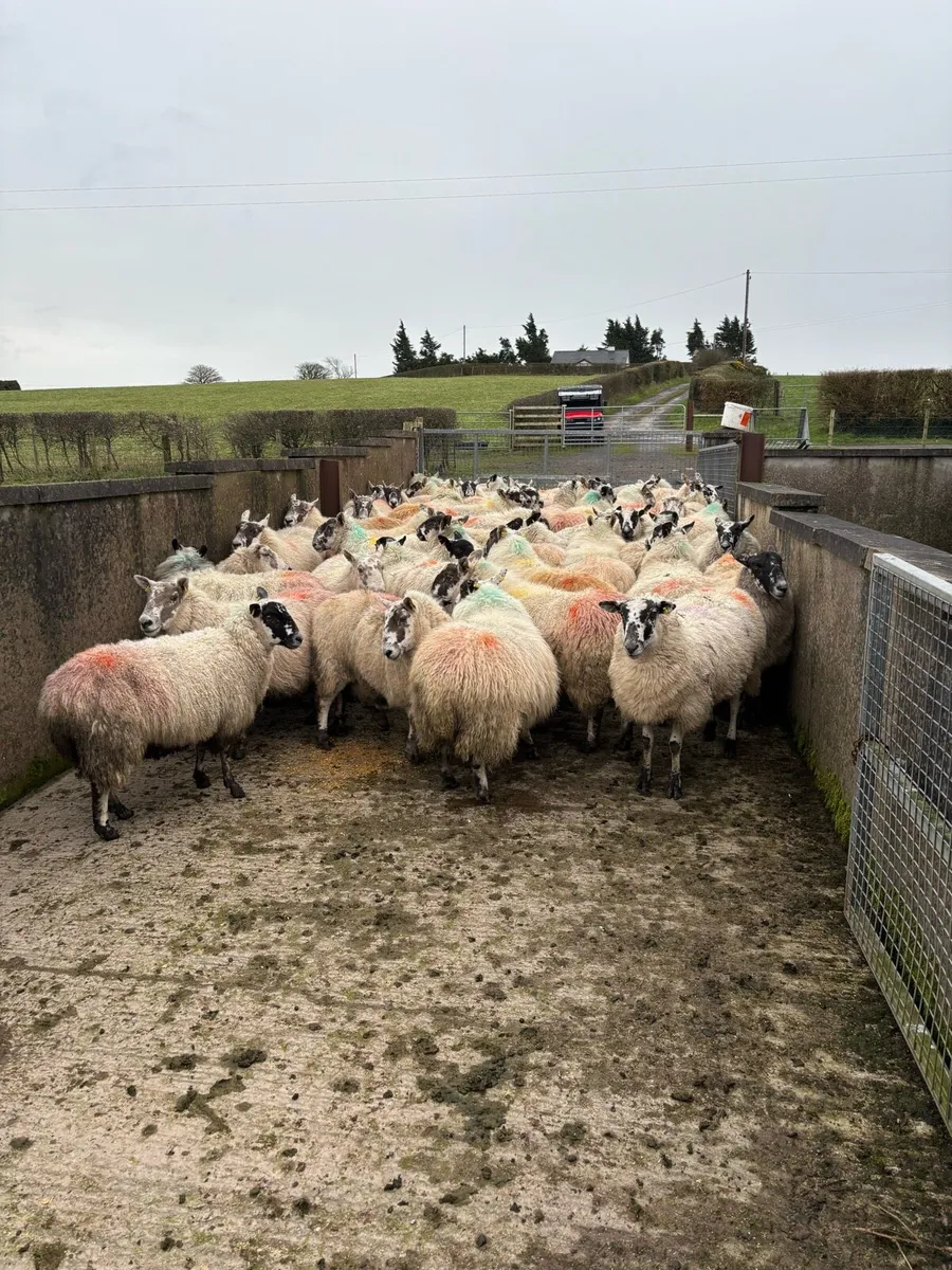 Springing Greyface mule & mules - Image 3