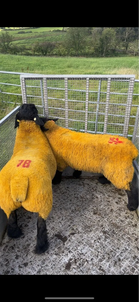 Springing Greyface mule & mules - Image 4