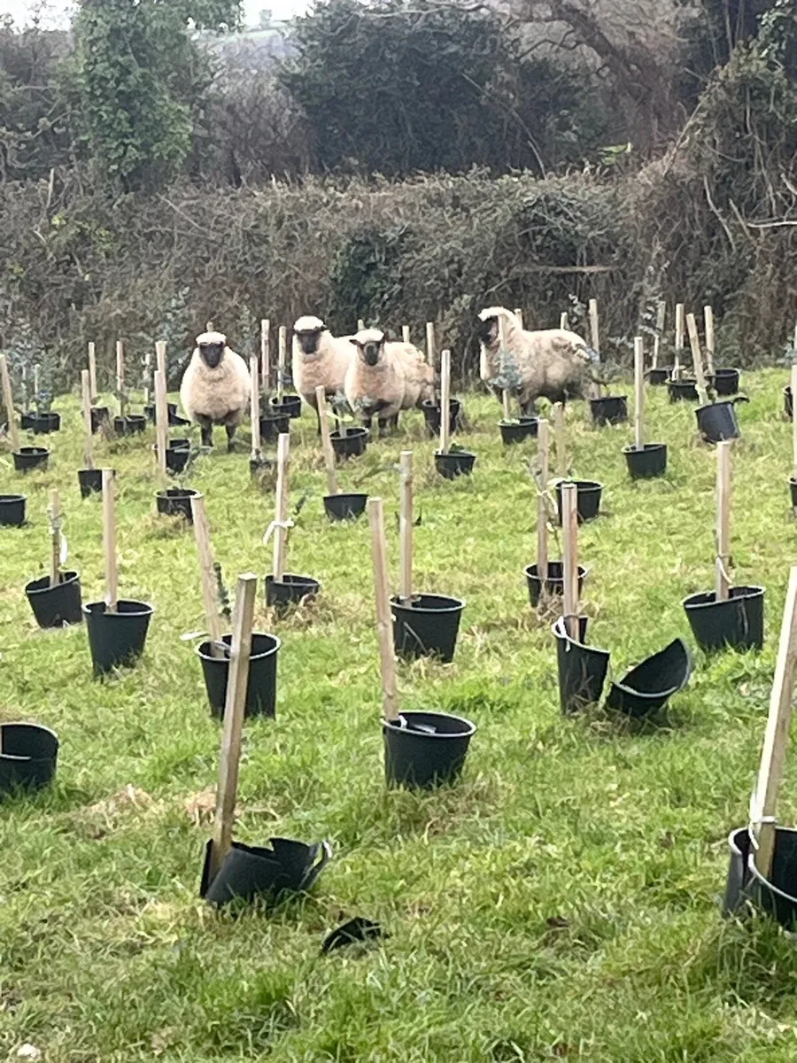 Pedigree Shropshire sheep - Image 3