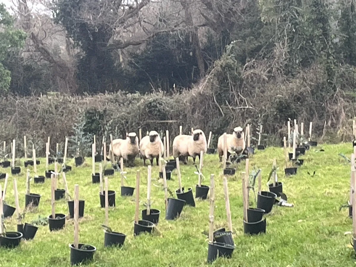 Pedigree Shropshire sheep - Image 4