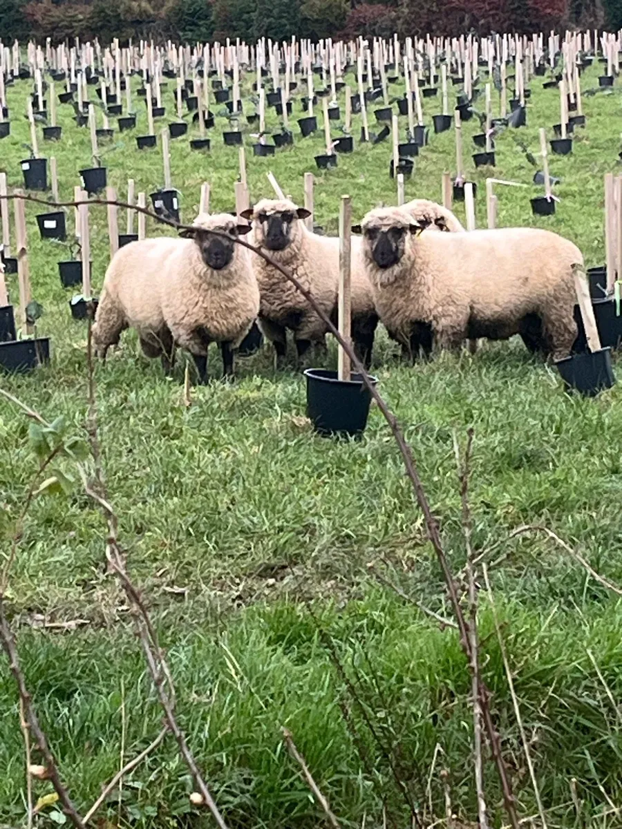 Pedigree Shropshire sheep - Image 1