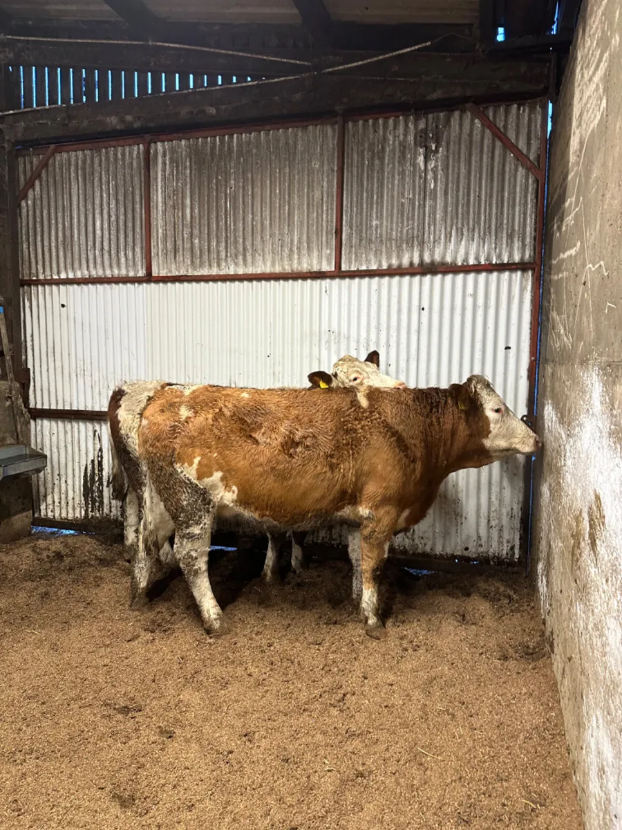 Springing Fkv heifers - Image 1