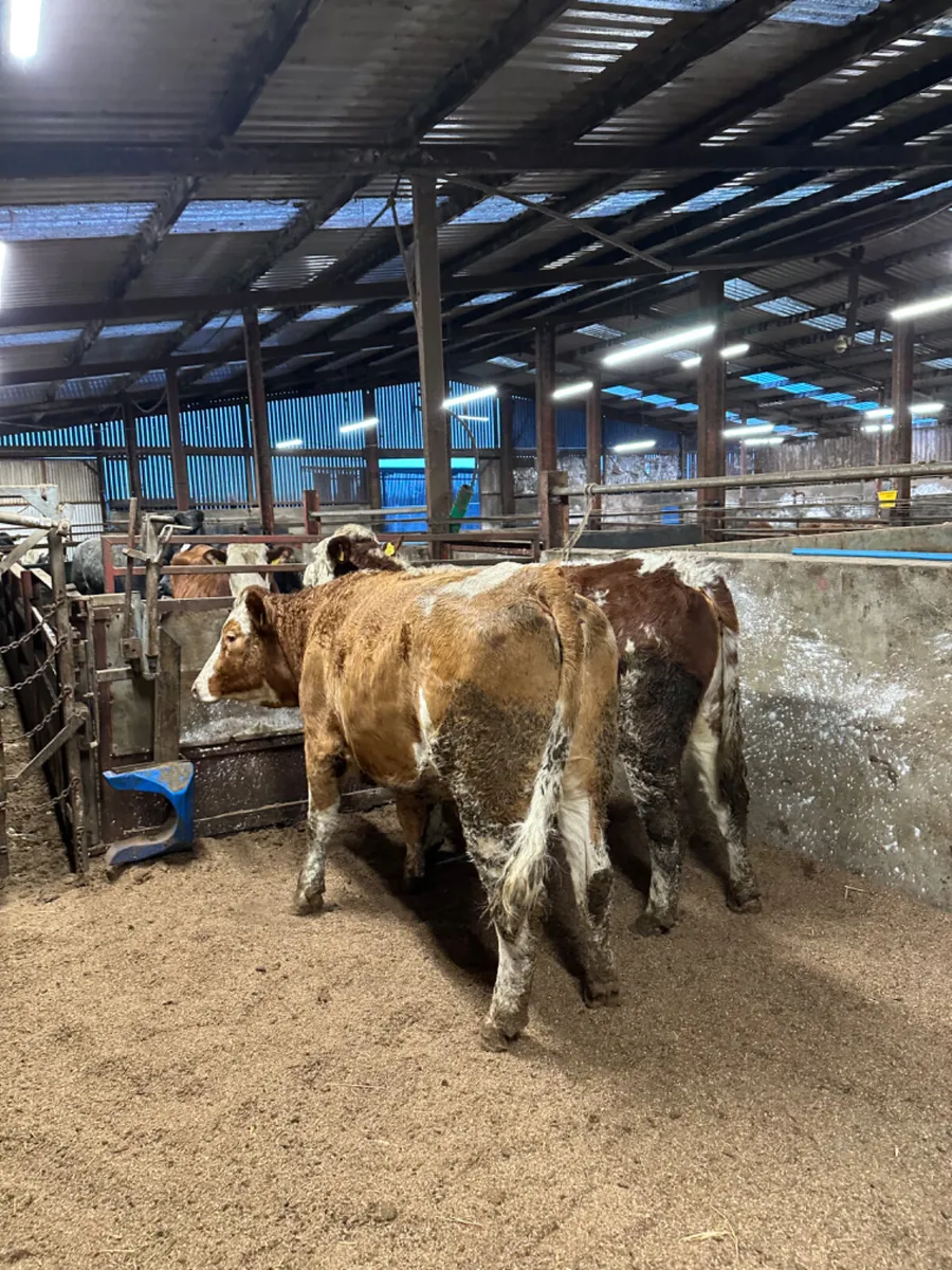 Springing Fkv heifers - Image 2