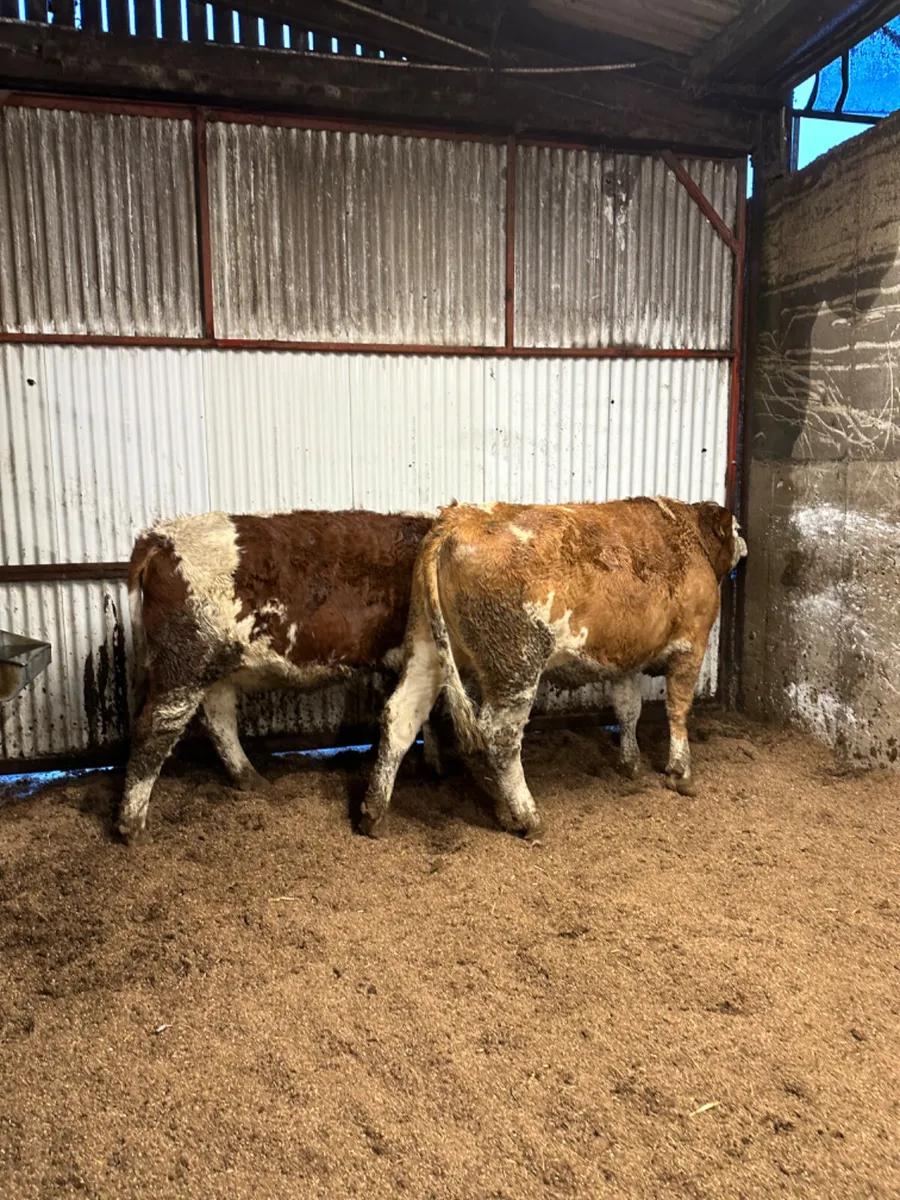 Springing Fkv heifers - Image 3