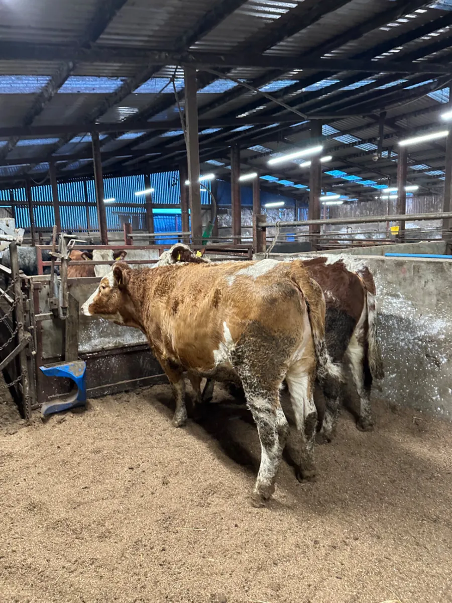 Springing Fkv heifers - Image 4