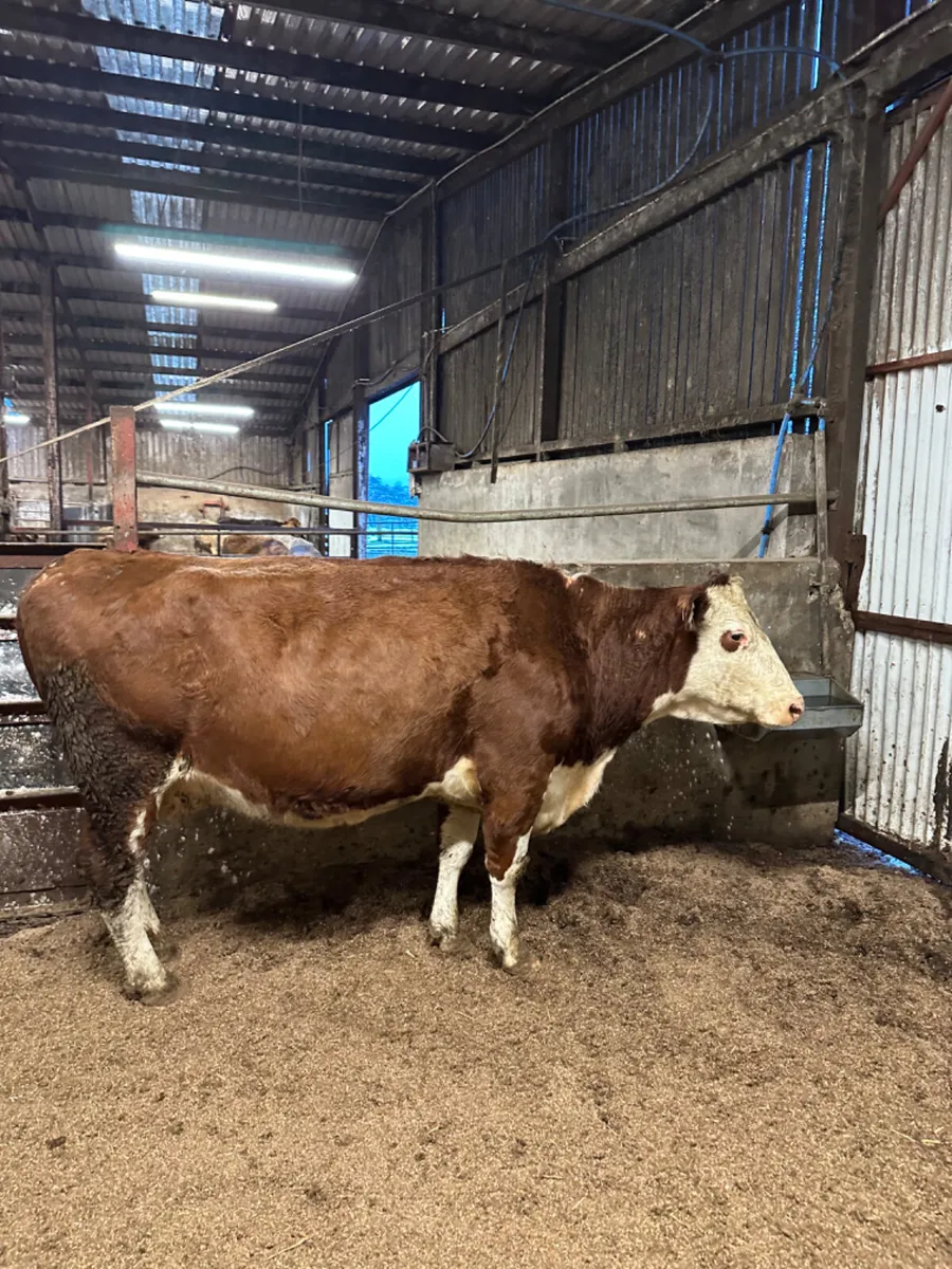 Hereford springer - Image 1