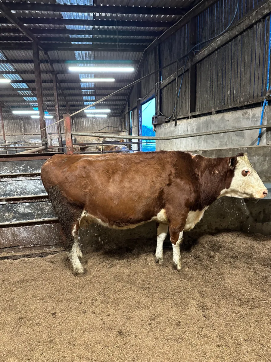 Hereford springer - Image 2