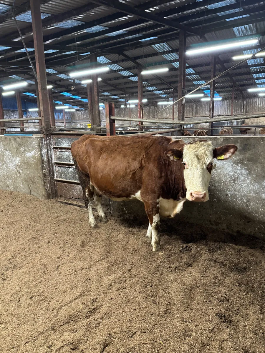 Hereford springer - Image 4