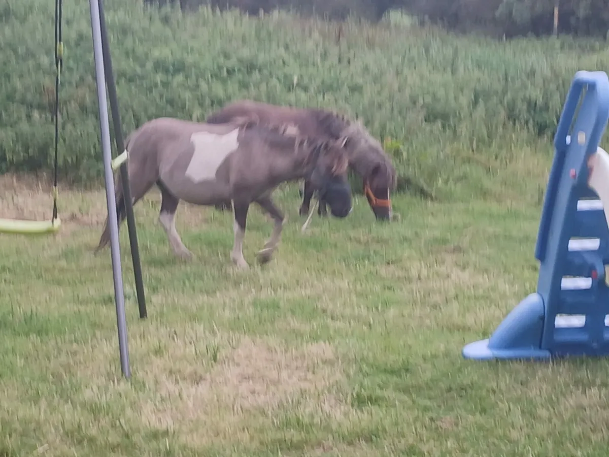 Mare and male miniature horses - Image 1